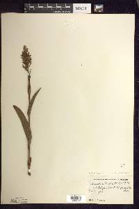 Platanthera lacera image