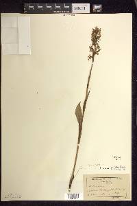 Platanthera lacera image