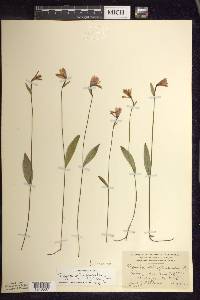 Pogonia ophioglossoides image