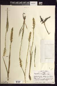 Spiranthes romanzoffiana image