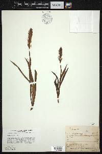 Spiranthes romanzoffiana image