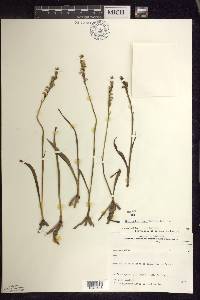 Spiranthes casei image