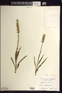 Spiranthes romanzoffiana image