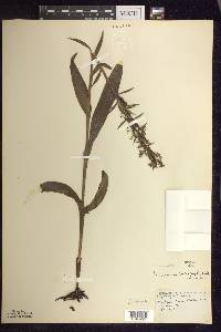 Platanthera lacera image