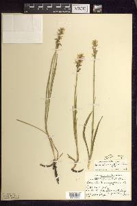 Spiranthes romanzoffiana image