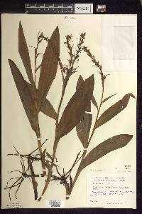 Platanthera flava image