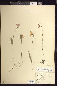 Pogonia ophioglossoides image