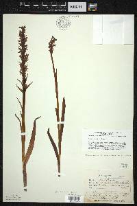 Platanthera dilatata image