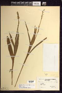 Platanthera dilatata var. dilatata image