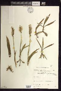 Spiranthes romanzoffiana image