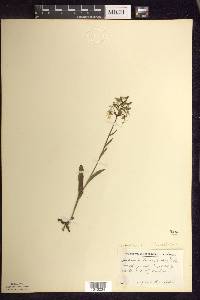 Platanthera lacera image