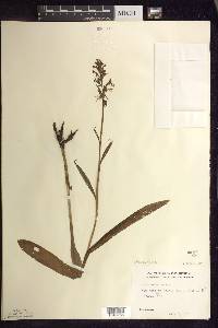 Platanthera lacera image