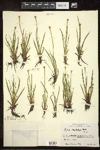 Xyris difformis image