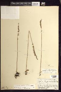 Spiranthes lacera image