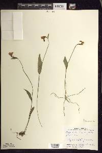 Pogonia ophioglossoides image