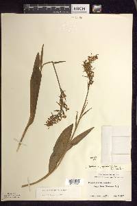 Platanthera psycodes image