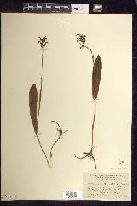 Platanthera clavellata image