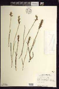 Spiranthes romanzoffiana image