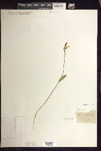 Pogonia ophioglossoides image