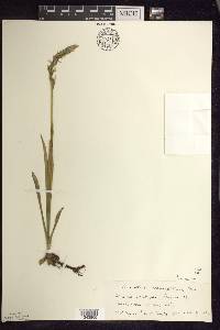 Spiranthes romanzoffiana image