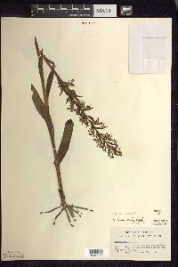 Platanthera lacera image