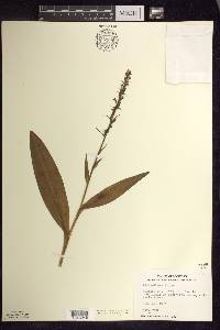 Platanthera flava image