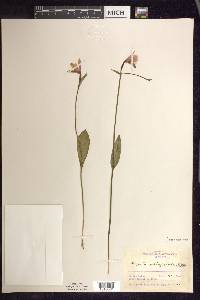 Pogonia ophioglossoides image