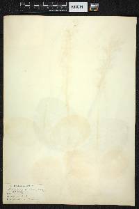 Platanthera hookeri image