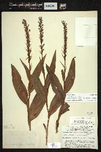 Platanthera flava image