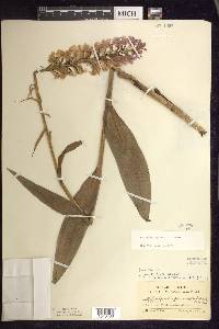 Platanthera psycodes image