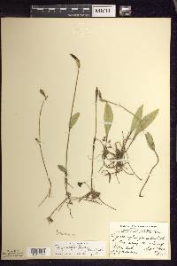 Pogonia ophioglossoides image