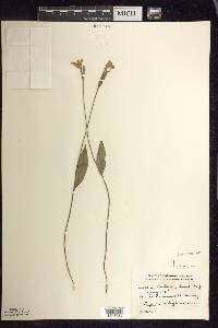 Pogonia ophioglossoides image