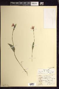 Pogonia ophioglossoides image