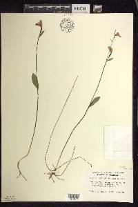 Pogonia ophioglossoides image