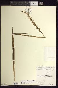 Platanthera dilatata var. dilatata image