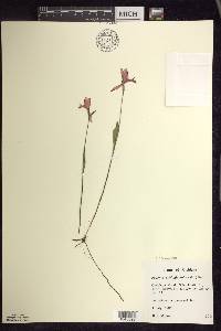 Pogonia ophioglossoides image