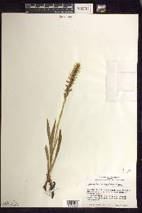 Spiranthes romanzoffiana image