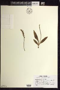 Spiranthes lucida image