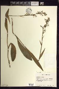 Platanthera lacera image