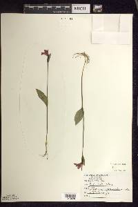 Pogonia ophioglossoides image