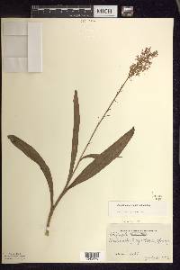 Platanthera psycodes image