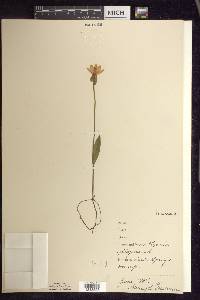 Pogonia ophioglossoides image