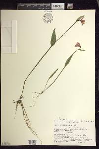 Pogonia ophioglossoides image