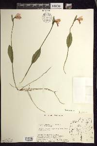 Pogonia ophioglossoides image