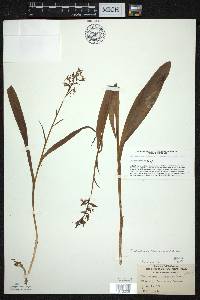 Platanthera lacera image