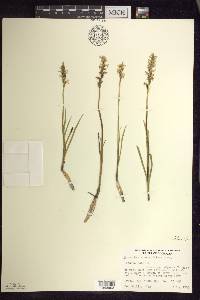 Spiranthes romanzoffiana image