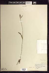 Pogonia ophioglossoides image