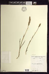 Spiranthes romanzoffiana image