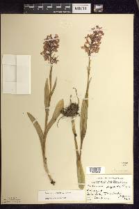 Platanthera psycodes image