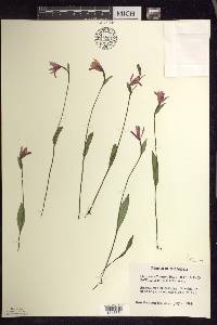 Pogonia ophioglossoides image